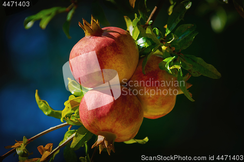 Image of Mature Pomegranate Fruits