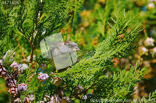 Image of Sparrow on a Thuja