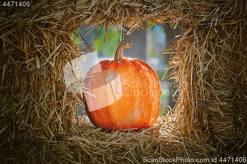 Image of Pumpkins in a Hay 