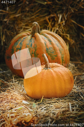 Image of Pumpkins on a Hay