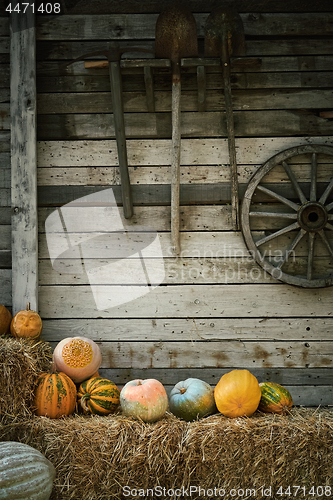 Image of Pumpkins on a Hay near