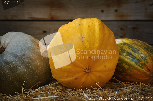 Image of Pumpkins on a Hay