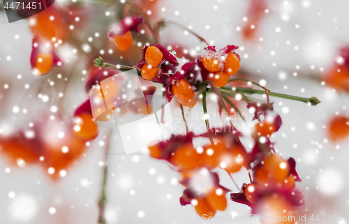 Image of spindle or euonymus branch with fruits in winter