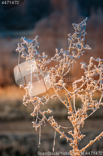 Image of Autumn background with grass and forest covered with frost in th