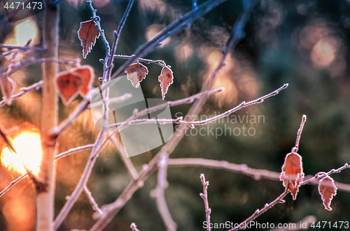 Image of Autumn background with grass and forest covered with frost in th