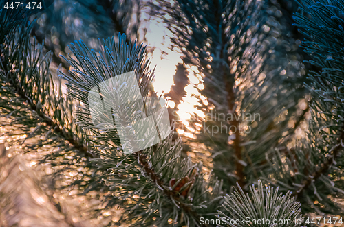 Image of Autumn background with grass and forest covered with frost in th