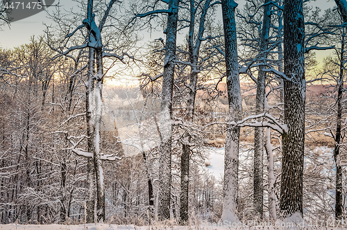 Image of Bright winter landscape with trees in the forest at sunrise