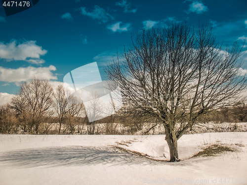Image of Spring landscape with a tree, shadow and clouds on a Sunny day