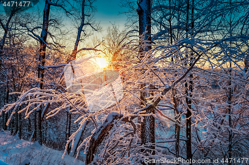 Image of winter landscape in the forest with the morning sun