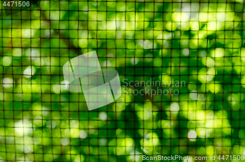 Image of Green vegetative background through a metal lattice. Blur.