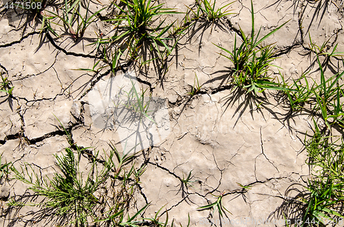 Image of Green sprouts sprouted through the cracks in the dry land. The concept of a new life.