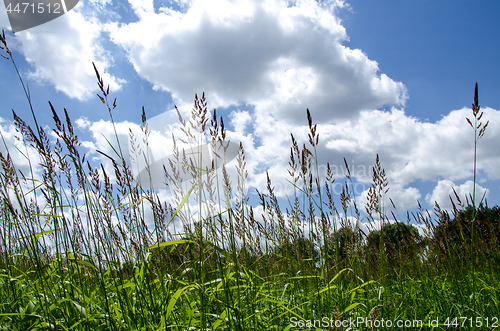 Image of Green grass and blue sky, summer nature background.