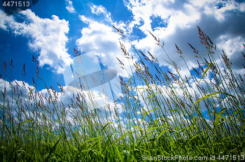 Image of Green grass and blue sky, summer nature background.
