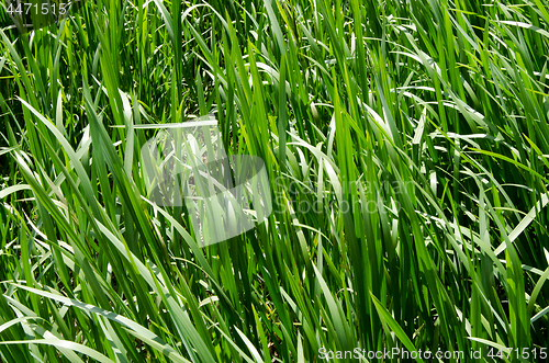 Image of Natural natural background from a green grass on a meadow.