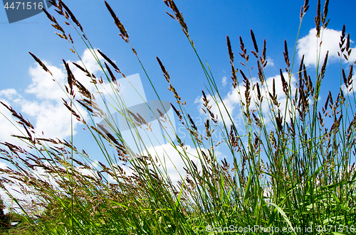 Image of Green grass and blue sky, summer nature background.