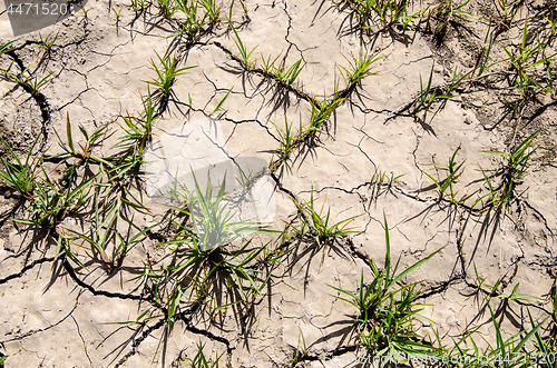 Image of Green sprouts sprouted through the cracks in the dry land. The concept of a new life.