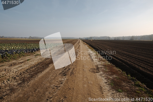 Image of Agircutural field in late sunlight