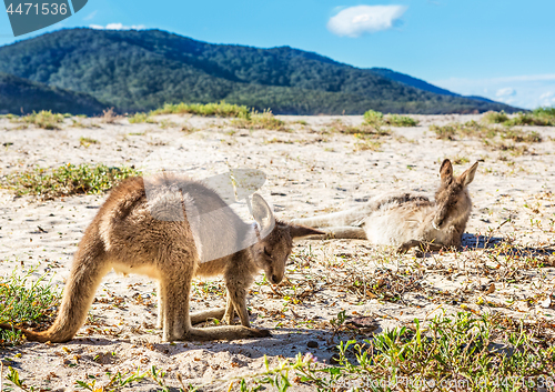 Image of Kangaroos relax and sunbake on Australian beach