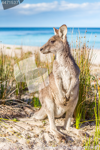 Image of Australian kangaroo on beautiful remote beach