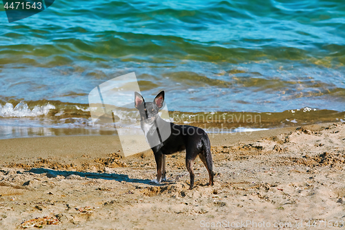 Image of A Llittle Dog on the Beach