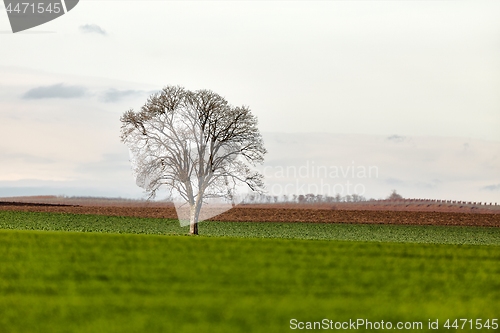 Image of Tree on a field