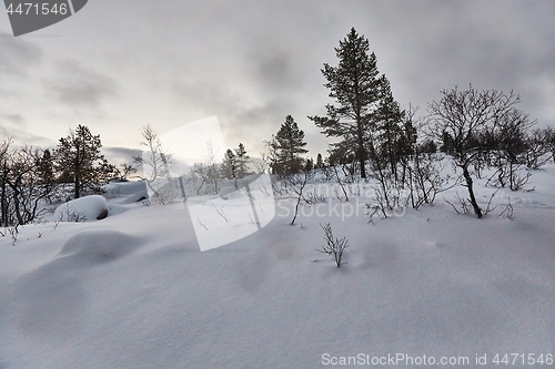 Image of Winter Snowy Landscape