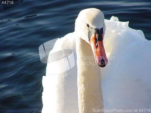 Image of Swan