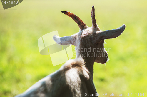 Image of goat portrait closeup