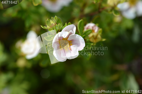 Image of Shrubby Cinquefoil Blink