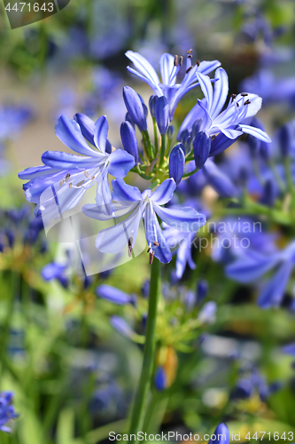 Image of African lily Charlotte