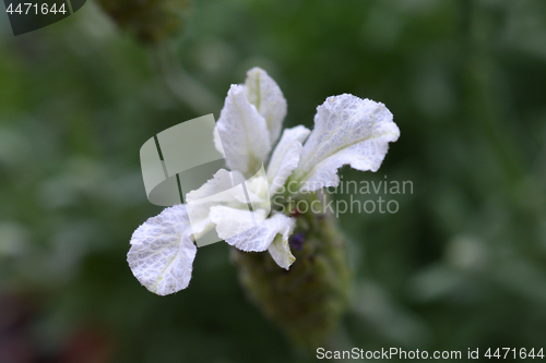 Image of Butterfly lavender Ballerina