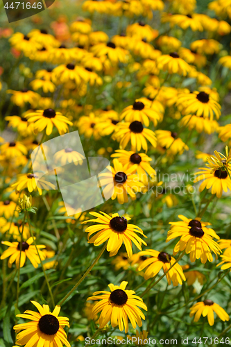 Image of Gloriosa daisy Indian Summer