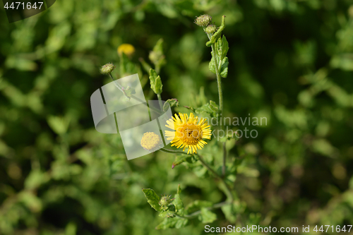 Image of Small fleabane