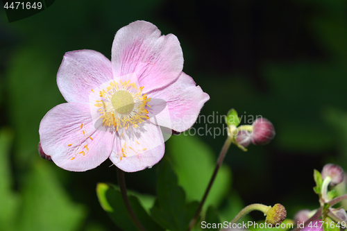 Image of Japanese anemone