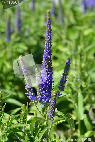 Image of Spiked speedwell