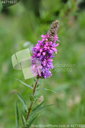 Image of Purple loosestrife