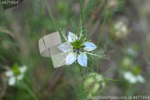 Image of Love-in-a-mist flower