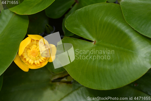 Image of Yellow water lily