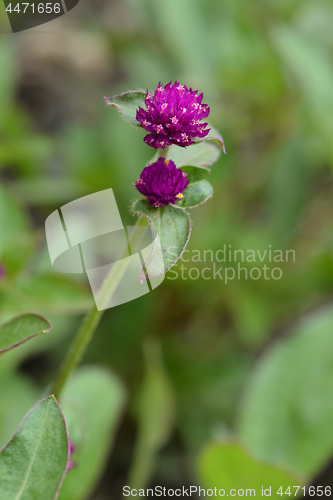 Image of Globe amaranth Violacea