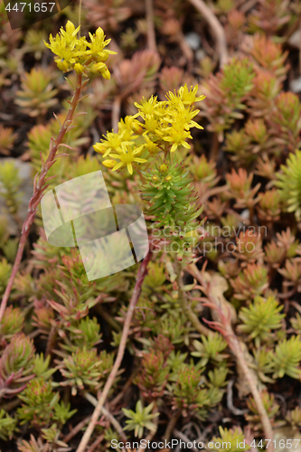Image of Rock stonecrop Angelina