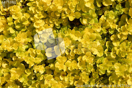 Image of Golden creeping jenny