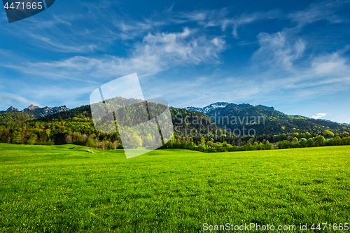 Image of Alpine meadow in Bavaria, Germany