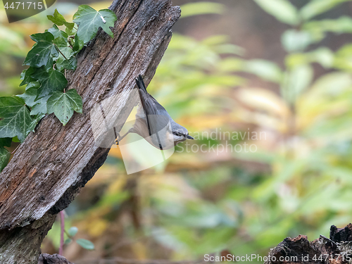 Image of Eurasian Nuthatch on Wood Post