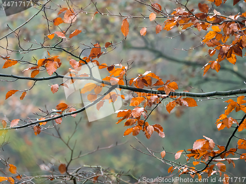 Image of Beech Leaves in Rain