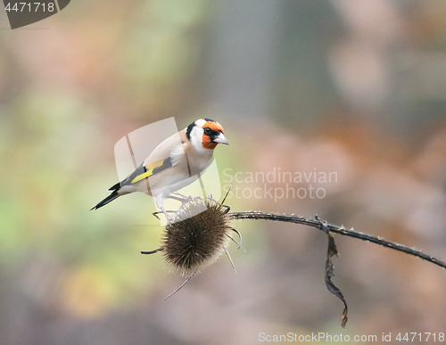 Image of European Goldfinch on Teasel