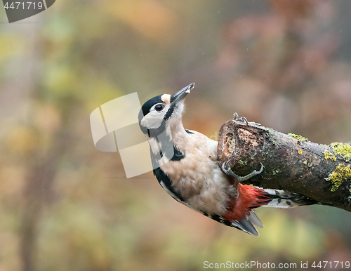 Image of Great Spotted Woodpecker Female