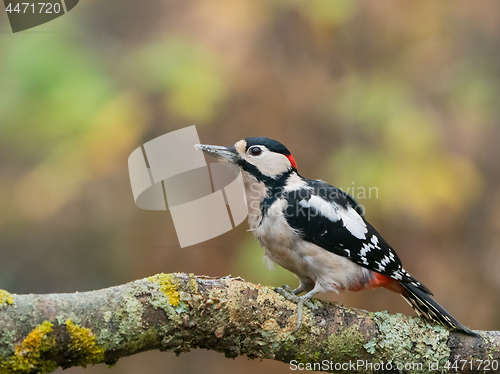 Image of Great Spotted Woodpecker Male