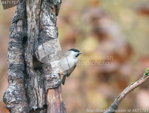 Image of Marsh Tit in Woodland