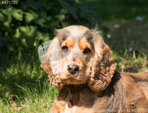 Image of Cocker Spaniel Looking at Camera