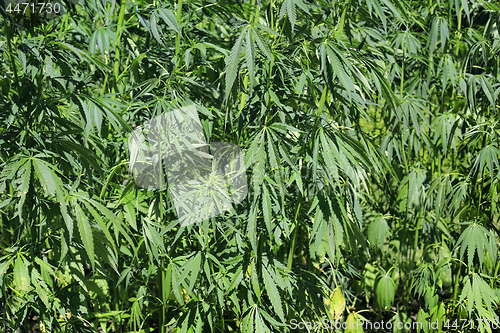 Image of Green fresh cannabis plant (hemp, marijuana)